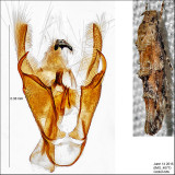 1455 – Mompha stellella