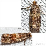 2859 - Celypha Moth - Celypha cespitana IMG_4098.jpg