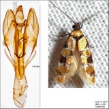 1042  Reticulated Decantha Moth  Decantha boreasella