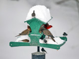 Busy feeder during a snow storm