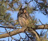 Long-eared Owl - Asio otus