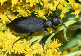 Black Blister Beetle - Epicauta pennsylvanica