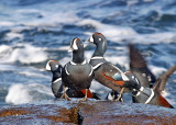 Harlequin Ducks - Histrionicus histrionicus