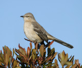 Northern Mockingbird - Mimus polyglottos