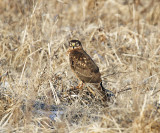 Northern Harrier - Circus cyaneus