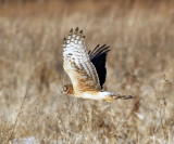 Northern Harrier - Circus cyaneus