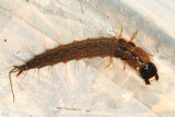 Spring Fishfly larva - Chauliodes rastricornis