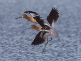 Avocet