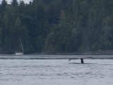 johnstone13-21.jpg