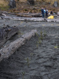 Elwha-12.jpg