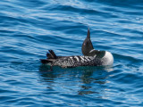 loon-1.jpg
