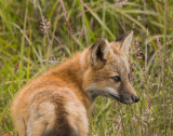fox_kit.jpg