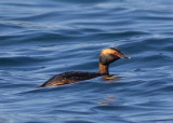 grebe.jpg