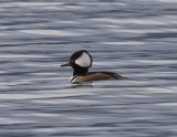merganser.jpg