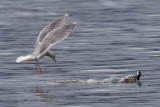 merganser_gull.jpg