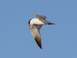 tern.jpg