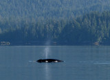 humpback.jpg