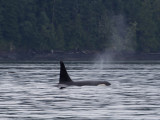 orca1.jpg