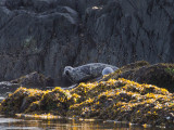 seal.jpg