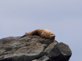 sealion.jpg