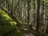 Forest by Royal creek near the Dungeness river
