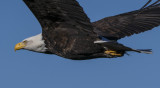 eagle4