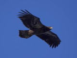 eagle6