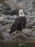 eagle7