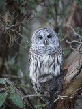 barred_owl-3