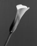 Calla Lily