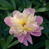 Peony