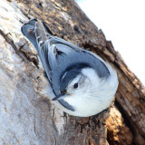 White-breasted Nuthatch