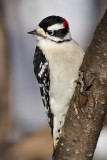 Downy Woodpecker Male