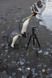 and some nibbling on my tripod