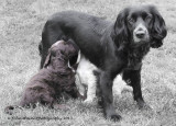 Turnip with his mother, Molly, and brother Ollie