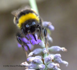 Bee on Lavender 2