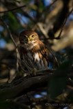 Ferruginous Pygmy-Owl