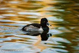 Ring-necked Duck