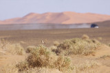 Desert Wheatear