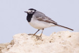 Moroccan White Wagtail