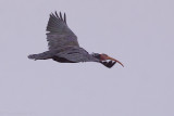 Northern Bald Ibis
