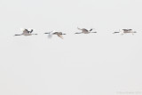Red-crowned Crane - Grus japonensis