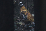 Reeve's Pheasant - Syrmaticus reevesii