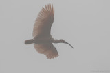 Crested Ibis - Nipponia nippon