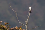 Pied Falconet - Microhierax melanoleucus