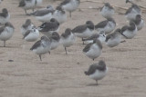 Spoon-billed Sandpiper - Calidris pygmaeus