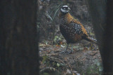 Reeve's Pheasant - Syrmaticus reevesii