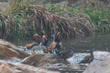 Mandarin Duck - Aix galericulata
