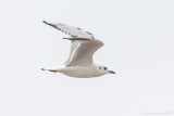 Saunders's Gull - Saundersilarus saundersi
