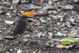 Schneiders Pitta - Pitta schneideri